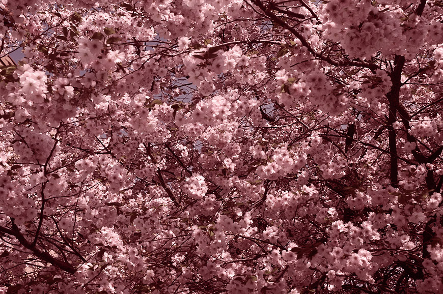 Cherry Blossom Tree