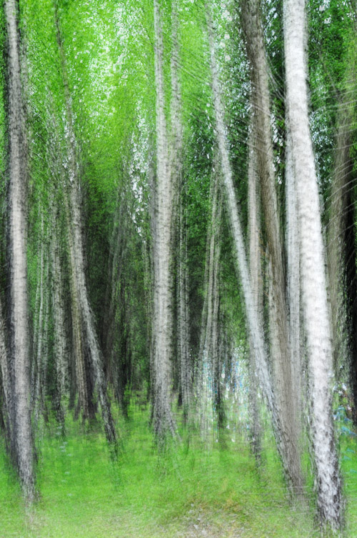 Birch trees