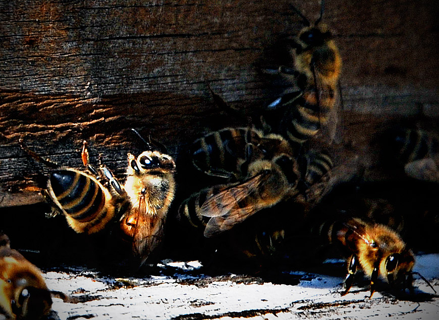 It's springtime for the bees