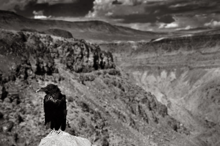 Crow of Death Valley
