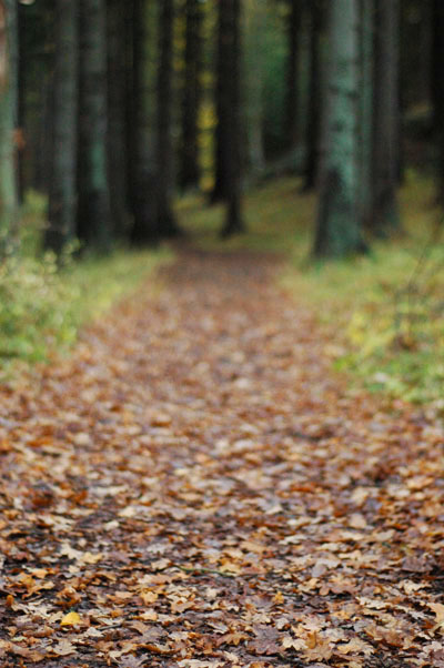 Autumn forest path