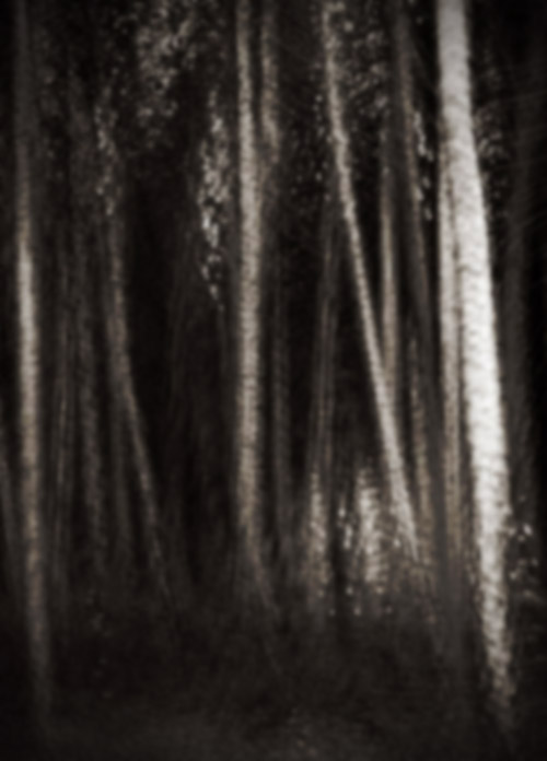 Birch trees
