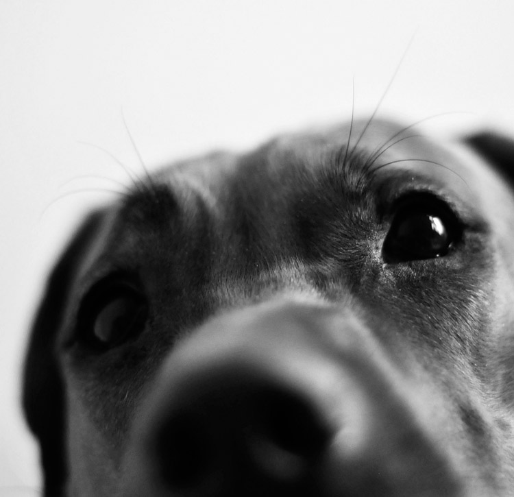 Bella closeup