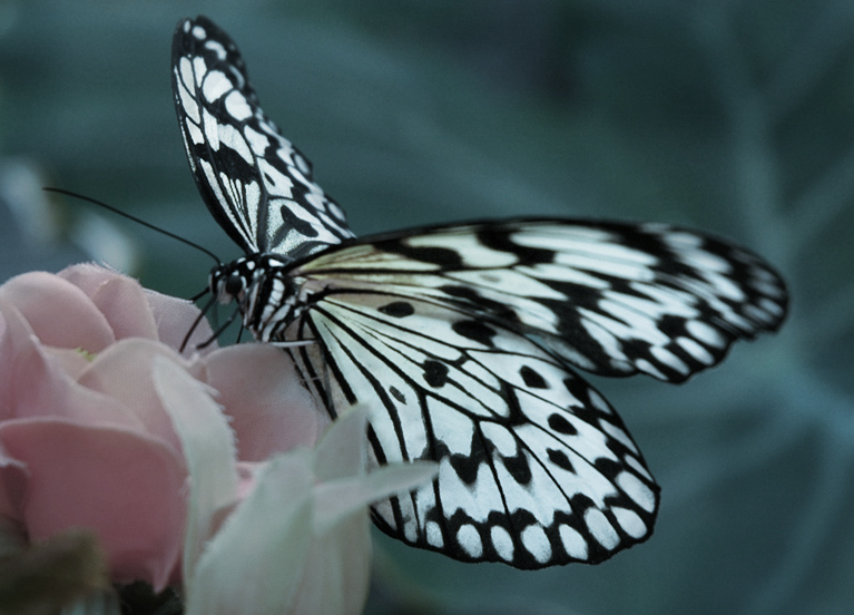 ...a butterfly flutters by