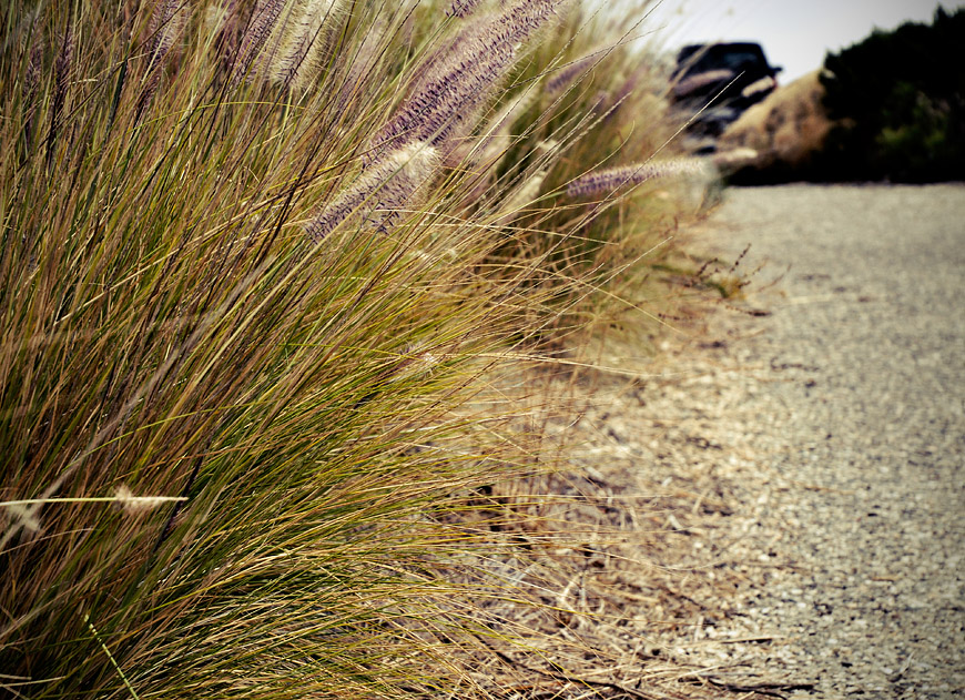 Grass and Car along Highway One south of San Francisco