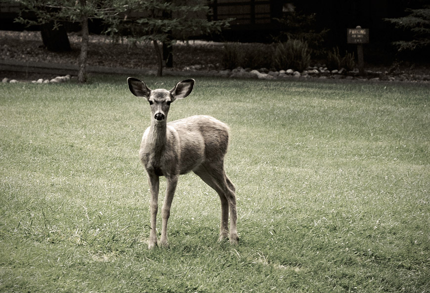 A Big Sur deer
