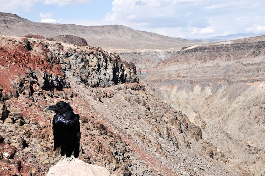 Death Valley Crow