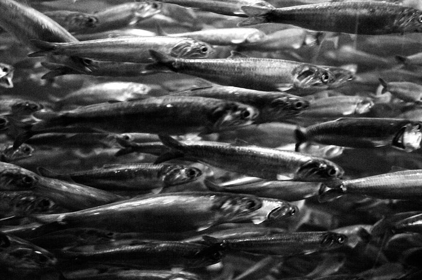 Fish