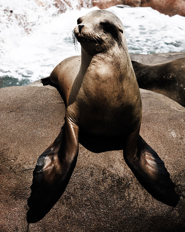 Seal