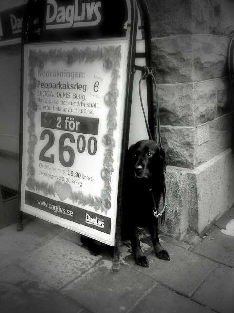 Sad dog in the rain
