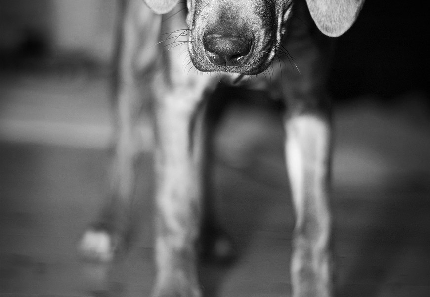 Dog