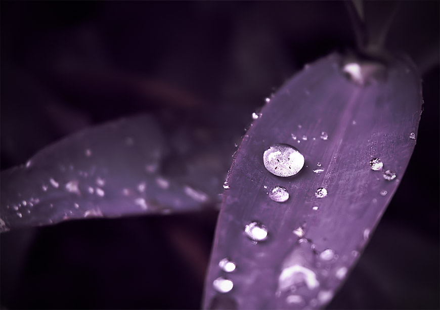 Leaf and a Drop
