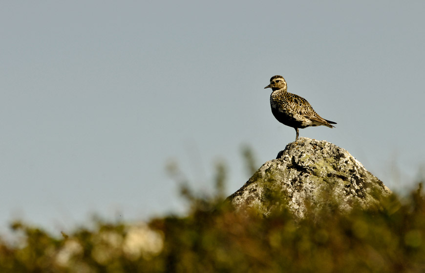 A Swedish northerner bird