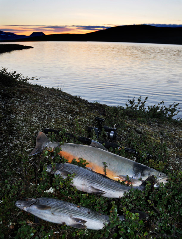 Char, Greyling and fishing rod