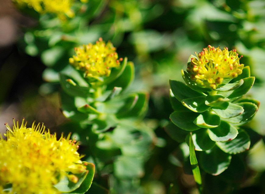 Swedish Mountain flower