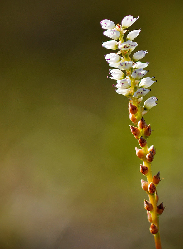 Swedish Mountain flower