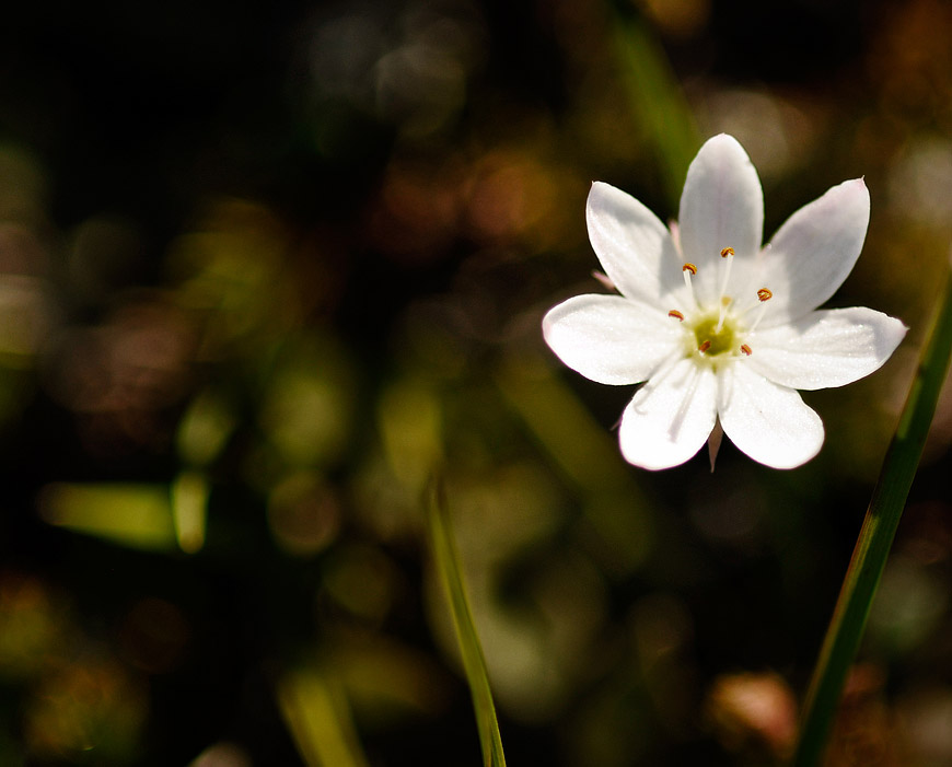 Swedish Mountain flower