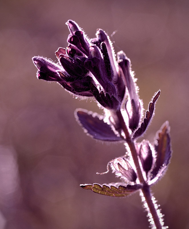 Swedish Mountain flower