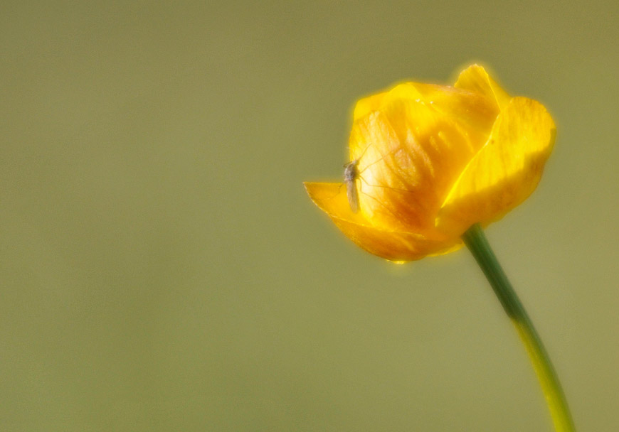 Swedish Mountain flower