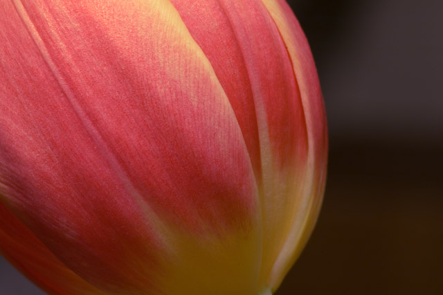 Tulip