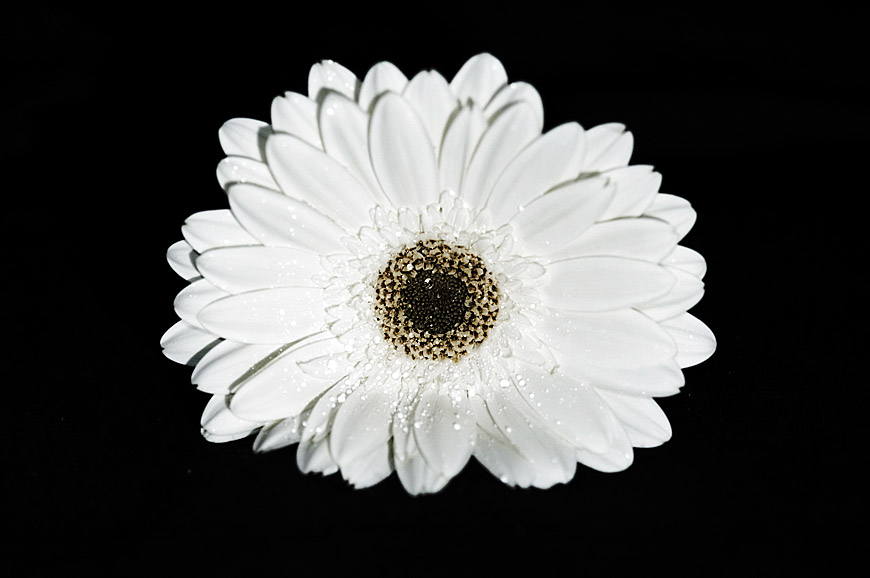 Gerbera