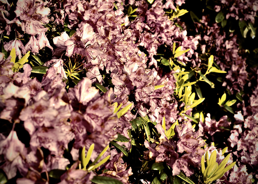 Blossom