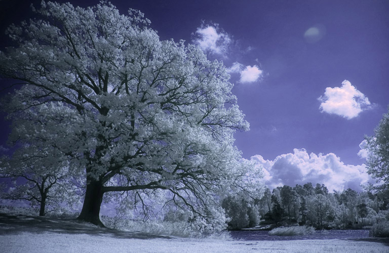 Infrared tree