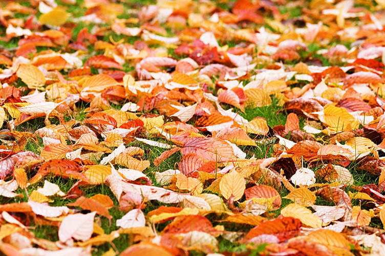 Autumn leaves