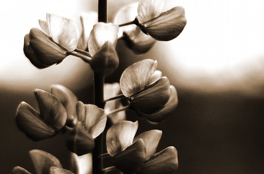 Lupins
