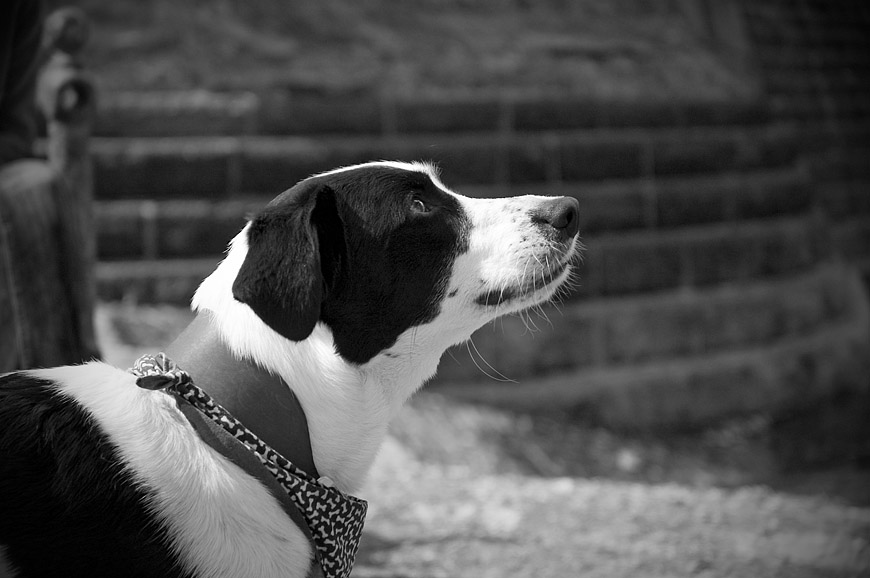 Best (MALE) dog in the world :)
