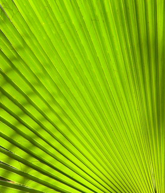 Palm leaf