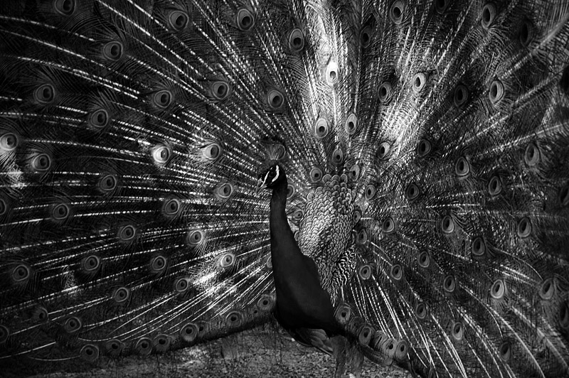 Black and White Peacock