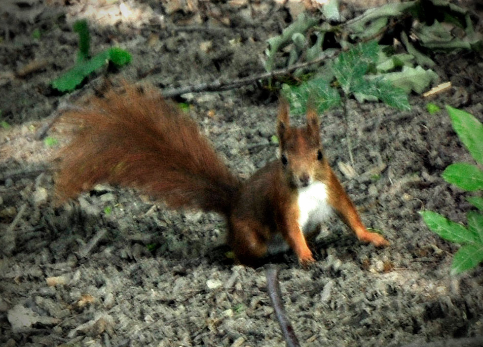 A Trip To Prague - A Czech Squirrel