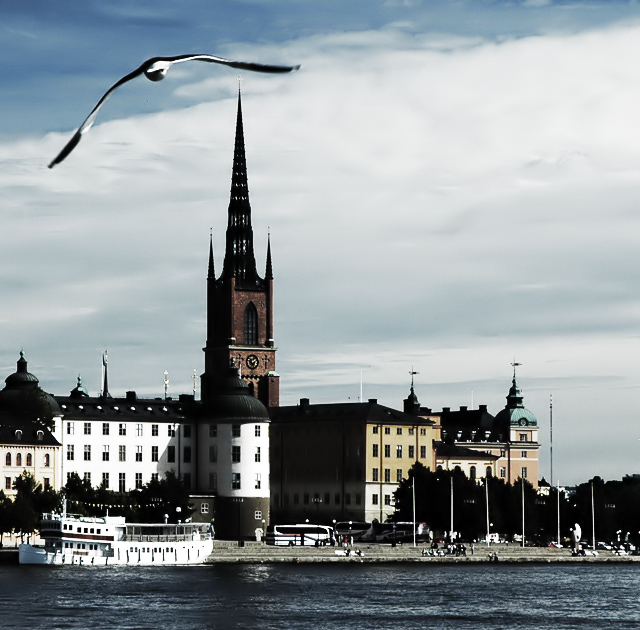 Flying seagull over Riddarholmen