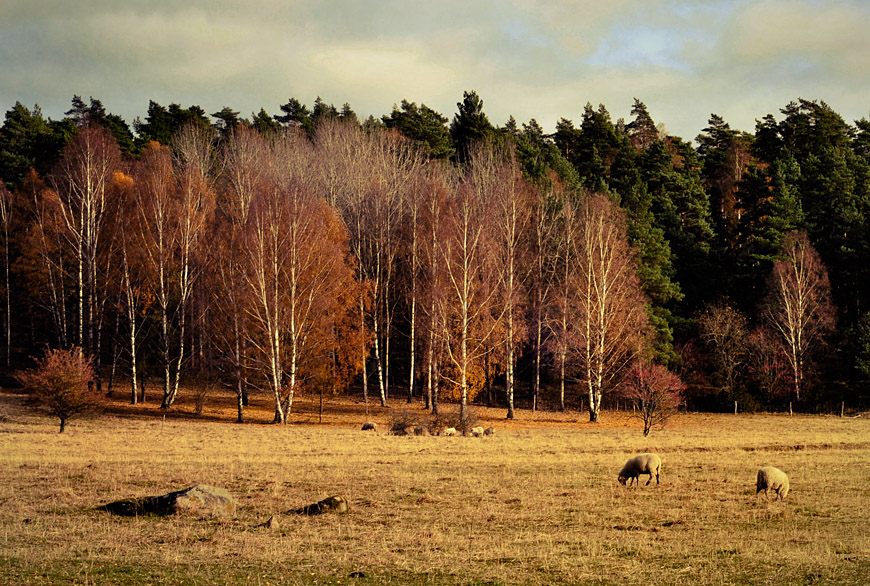 Sheep autumn
