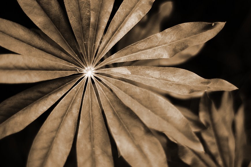 Star leaf
