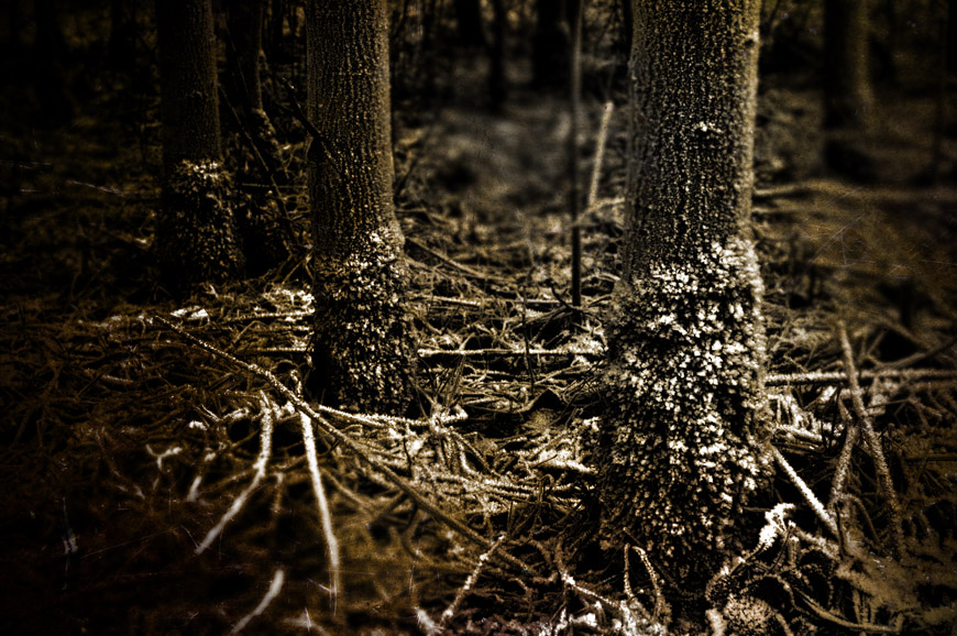 Winter Trees