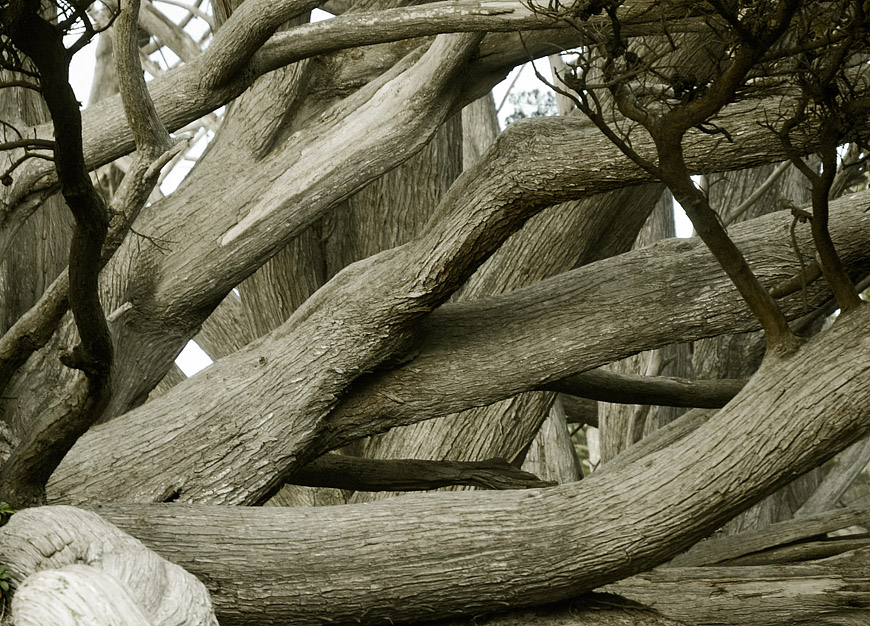 Trees