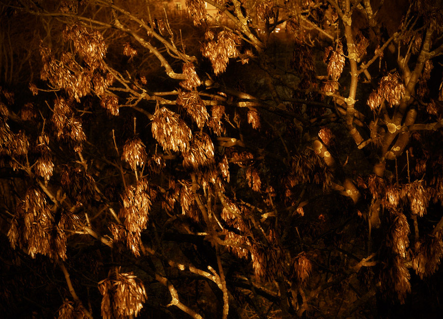 Leaves