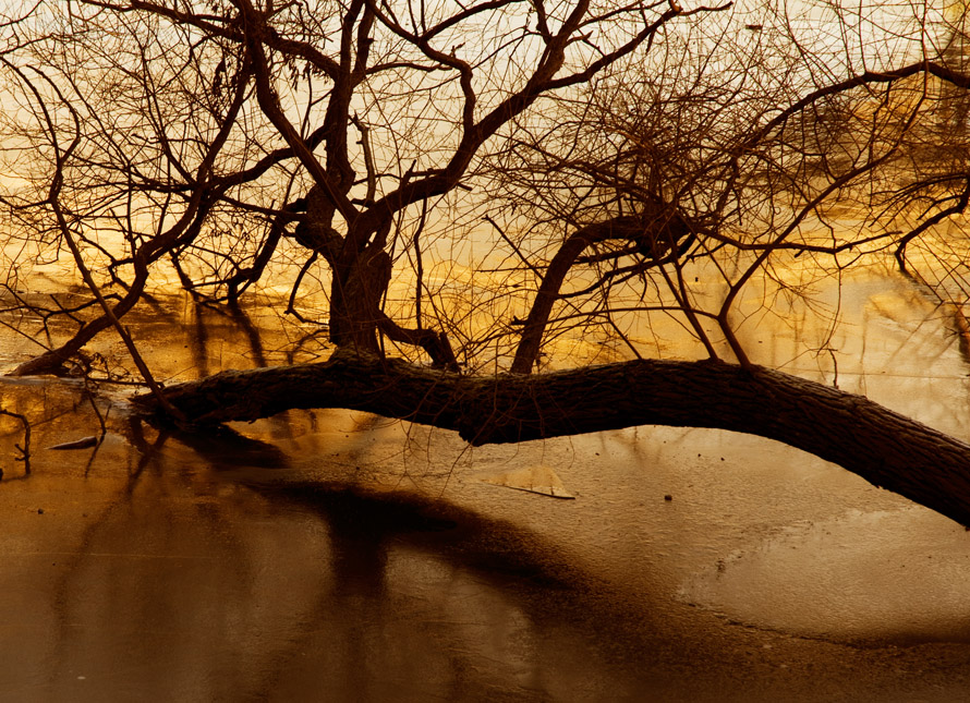 Yellow tree