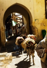 Morocko donkey|121