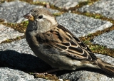 The Sparrow|154