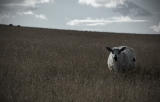 Sheep|210