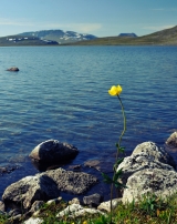 Swedish Mountain flower|360