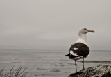Seagull|426