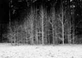 Winter Trees|485