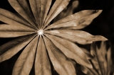 Star leaf|586