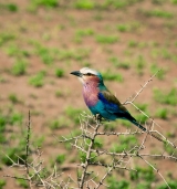 Lilac breasted roller|745