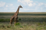 Giraffe|774