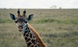 Giraffe|775